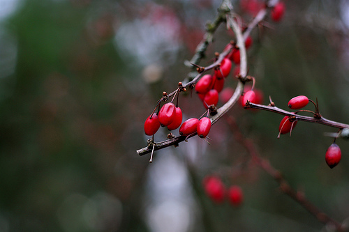 Image by http://www.flickr.com/photos/powerbooktrance/