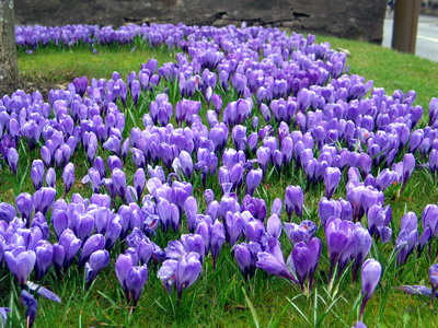 crocuses