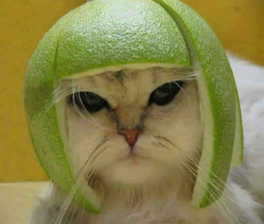 FatcatLime