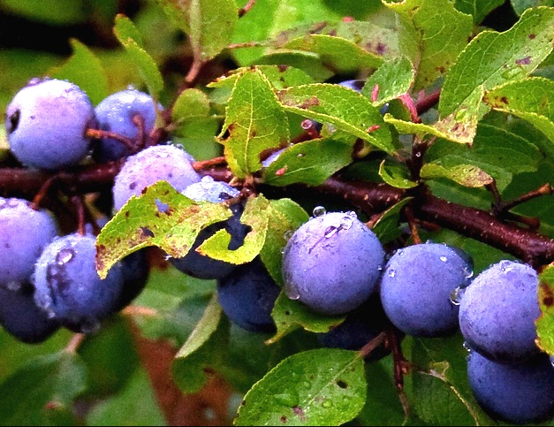 beach plums
