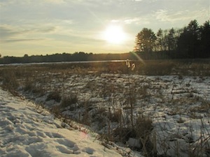 cranberry bog